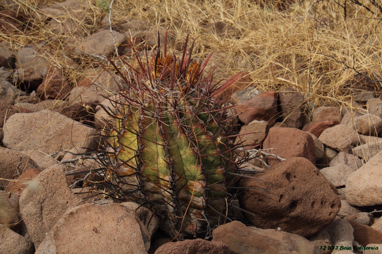 Ferocactus rectispinus x peninsulae FJ5